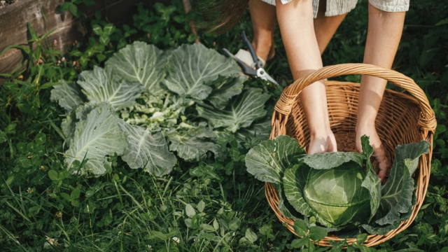 Hidup Sehat dan Harmonis Bersama Alam Inspirasi Gaya Hidup dari Salmon Creek Farms
